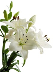 Fototapeta na wymiar white lilies with brown pollen close up