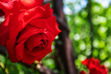 A large red rose grows on a bush, among light green leaves, a beautiful background. Nature outdoors macro summer photo