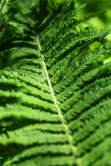 Fern in the forest as a background. Flower plants outdoors. Beautiful green color.