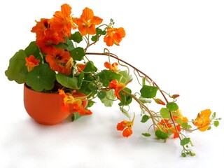 orange and yellow flowers of nasturtium close up