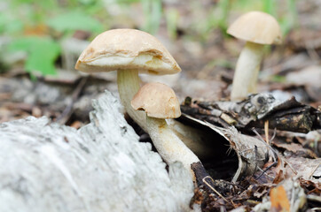 Edible mushroom boletus growing in the forest on a natural background. Soft selective focus