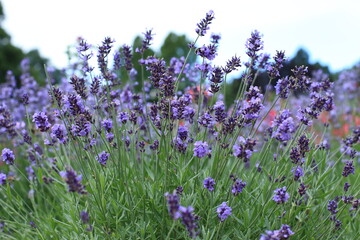 field of lavender