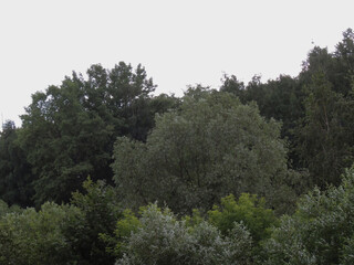 Fototapeta premium background of green willow leaves waving in the wind in the background is the sky.