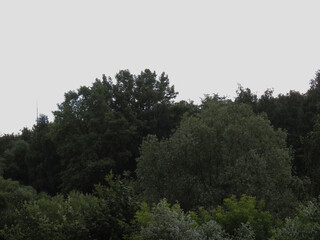 background of green willow leaves waving in the wind in the background is the sky.