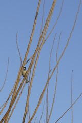 View of a sparrow over the tree branch