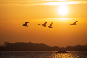Swans flying above Danube river near Bratislava, Slovakia