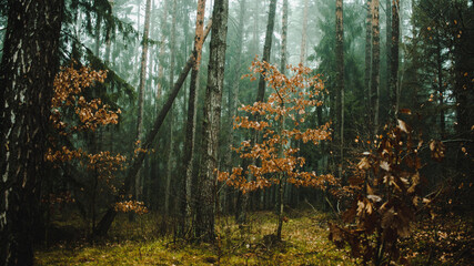 forest vibe
