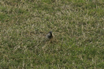 Naklejka na ściany i meble View of a sparrow collecting dry grass for the nest