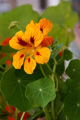 orange and yellow flowers of nasturtium close up