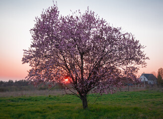 Plakat tree in the sunset