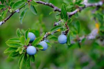 blue round fruits wild blackthorn, plum, concept of harvesting in the orchard, vegetarian food, raw food diet from tree