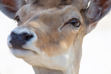 The head of the doe close-up, looks into the lens