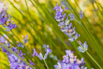 Close up flowers of lavander. Flowers in the meadow