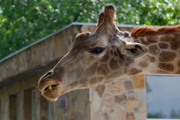Giraffe eats banana at zoo in background of building