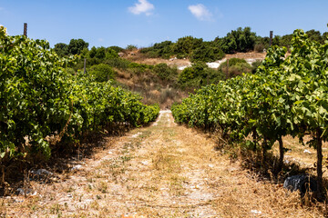 Fototapeta na wymiar vineyard in israel