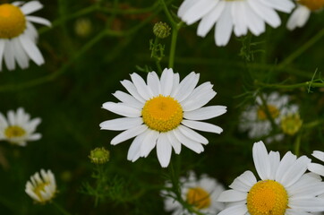 Camomile flower close-up, growing in the garden or vegetable garden. Wild chamomile on the plot.