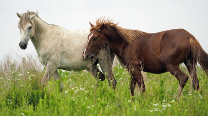 Wild Horses in Kentucky - 3