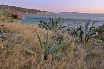 LANDSCAPE WITH AGAVE PLANTS AND THE ROCKY COASTLINE