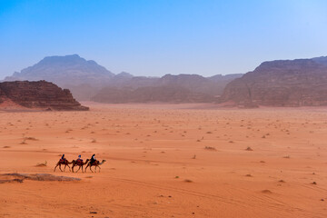 Three Camels walking in Wadi Rum Desert in Jordan.