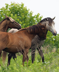 Obraz premium Wild Horses Fighting - 1