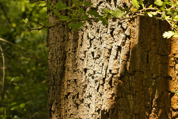 bark in sunshine in the woods 