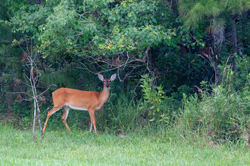 red deer in the woods