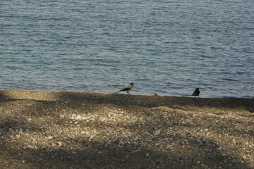 View of two crows walking on the beach