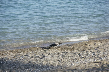 View of a crow walking on the beach