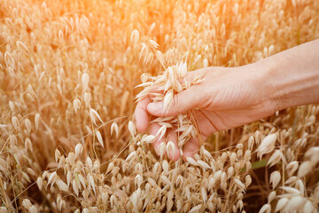 Ears of ripe oats in a woman's hand. Fertility concept