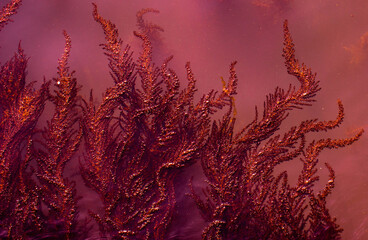 Algae in the turbid water. Beautiful natural red background.