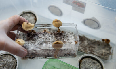 .recreational varieties of psilocybin mushrooms, study of magic mushrooms and their effects. Mycology and psilocybin mushrooms