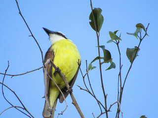 Bem-te-vi bird