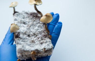 .the benefits of recreational use of magic mushrooms. Psilocybin and mental illness