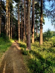 path in the forest