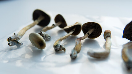.the benefits of recreational use of magic mushrooms. Psilocybin and mental illness
