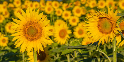 Lovely sunflowers in the sun