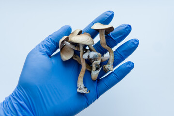 psilocybin mushrooms lying in male hands in blue medical gloves