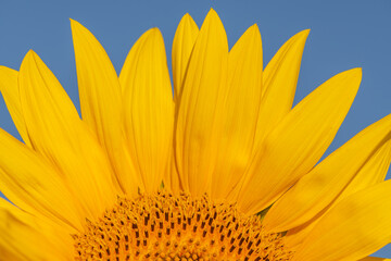 Yellow sunflower against blue sky. Sunflower natural background. Sunflower blooming. Close-up of sunflower.  Wellness and fresh concept.