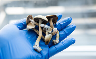 .Medical research on psilocybin. Legalization of psilocybin mushrooms in America