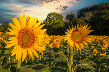 Close-Up Of Yellow Sunflower Field of sunflowers