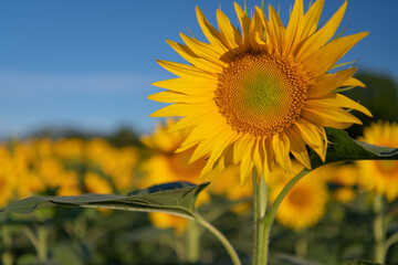 Sunflower shines in a field of sunflowers over all. Business concept: Unique, good product, solution oriented. 
