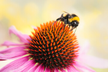 Bumblebee,  on the cone of a pink echinacea, sometimes called a coneflower.