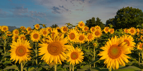 Obraz premium Lovely sunflowers in the sun