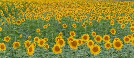 panoramic beautiful sunflowers field.
