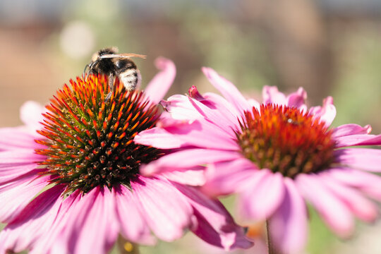A buff tailed bumblebee on a pink echinacea coneflower.