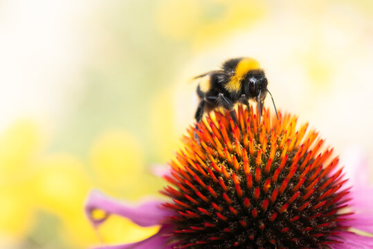 Bumblebee,  on the cone of a pink echinacea, sometimes called a coneflower.
