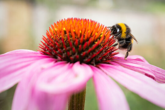 Bumblebee,  on the cone of a pink echinacea, sometimes called a coneflower.