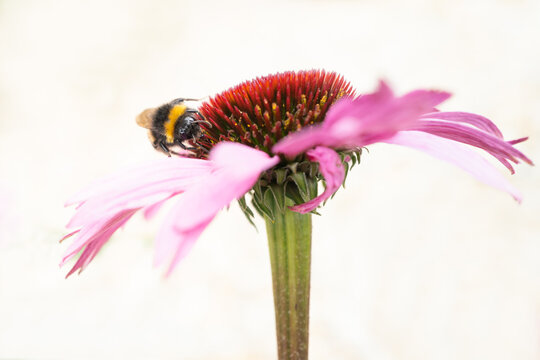 A  bumblebee  on  a pink echinacea, coneflower, enjoying the nectar against a pale cream neutral background