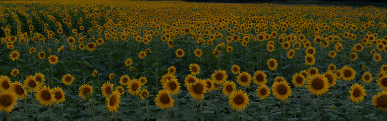 panoramic field of blooming beautiful sunflowers. 