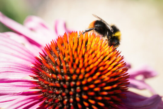Red tailed bumblebee,  on the cone of a pink echinacea, sometimes called a coneflower.
